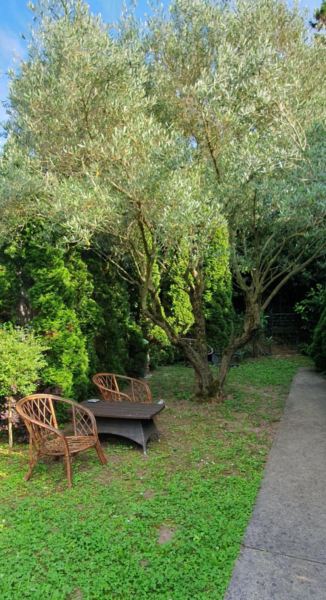 Cypress Garden *